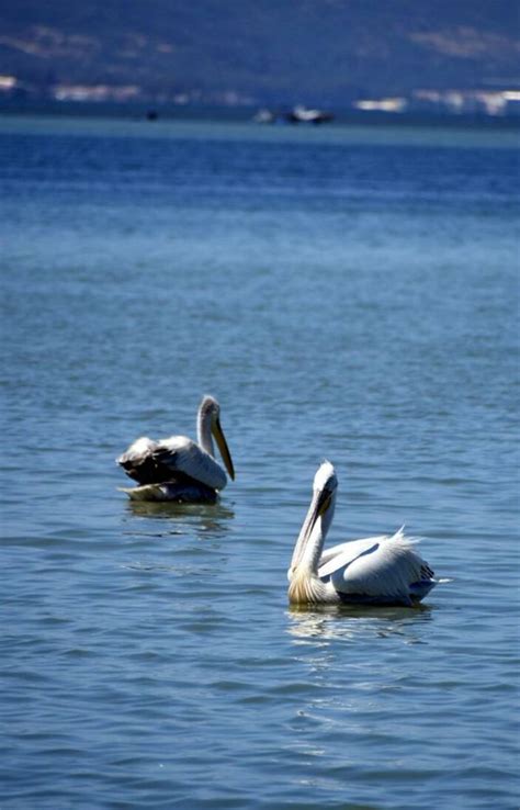İ­z­m­i­r­ ­K­ö­r­f­e­z­i­,­ ­p­e­l­i­k­a­n­l­a­r­ı­n­ ­m­e­k­a­n­ı­ ­o­l­d­u­